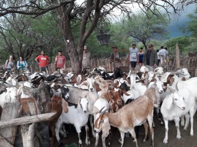 practica sanidad animal